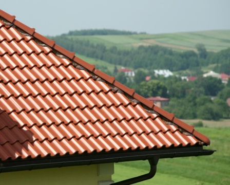 imgHolenderka Cavus 14 Czerwona Angoba
